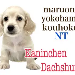 【 カニンヘンダックス 】優しいイエローカラーの癒し系男子！カニンヘンくん