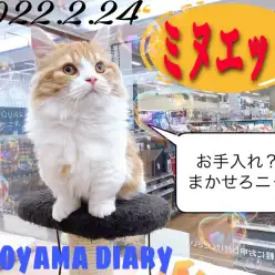 【しろやま日記】ミヌエットちゃんのお手入れ＆オモチャ遊び