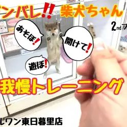 【 柴犬 】柴犬ちゃんの我慢トレーニング風景