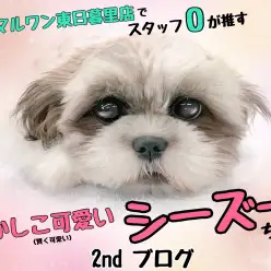 【 シーズー 】可愛いだけかと思いきや賢くいい子に成長中！