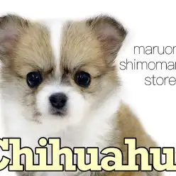 【 チワワ 】両親共も小柄！生後2ヶ月で体重515g小さめサイズのドワーフ体型！