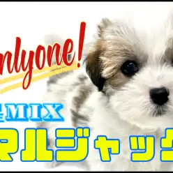 【 MIX 】激レア！マルチーズ×ジャックラッセルテリアの新星MIX！