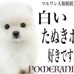 【 ポメラニアン 】生後2ヶ月で体重500g台！小さめサイズの白いたぬきポメ！
