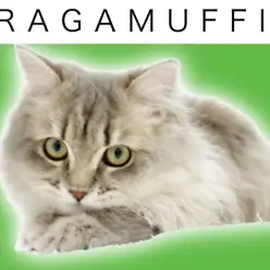 【 ラガマフィン 】生後5ヵ月！王様級のゴージャスキャットに成長したよ！