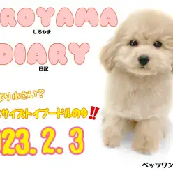 【 しろやま日記 】本当に小さめ？リトルサイズのトイプードルちゃん今現在