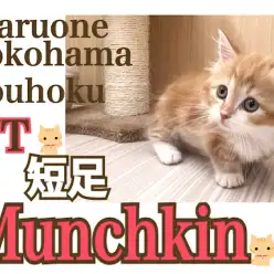 【 マンチカン 】鮮やかなレッドタビーが自慢のマンチカン君はへそ天が得意