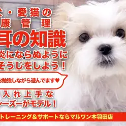 【 愛犬＆愛猫の健康管理 】早期発見のために知っておこう！お耳のお手入れ事情