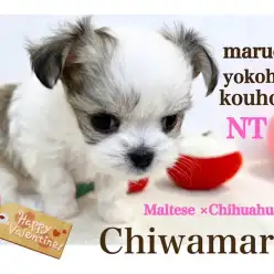 【 ミックス 】港北NT店人気ミックス犬！プッチーサイズのチワマルちゃん