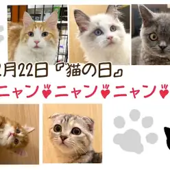 【 お役立て情報 】2月22日は猫の日！NT店5頭の癒し猫さん