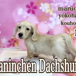 【 カニンヘンダックス 】癒し系男子カニンヘン君の生後87日