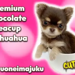 【 チワワ 】生後2ヶ月で447g！バレンタインにやってきたプレミアムな女の子！