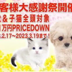 【 お客様大感謝祭 】マルワンのペットライフお手伝い企画スタート！