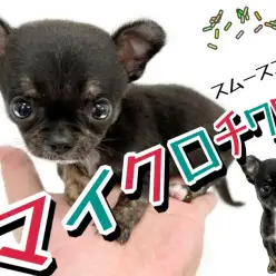 【 スムースチワワ 】生後72日の体重は539g！手乗りのマイクロチワワ登場