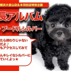 【 しるこちゃんの成長アルバム 】美しいシルバーカラーに変身していくシルバーちゃんの成長記！