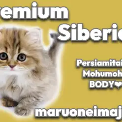 【 サイベリアン 】ぺちゃ顔好き必見！ゴージャスボディの温厚なプレミアムの女の子