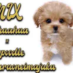 【 MIX チワプー 】2回目の混合ワクチン接種に密着！順応性バッチリな女の子！