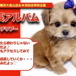 【 チワプーちゃんの成長アルバム 】くまちゃん感満載のチワプーちゃんの成長記！！