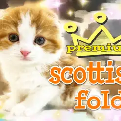 【  スコティッシュフォールド 】耳たれマル顔！その可愛さプレミアム級！！！