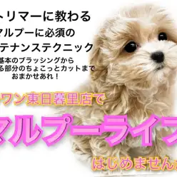 【 MIX 】東日暮里店で始めるマルプーライフ。東(トウ)マルプライフを楽しもう！
