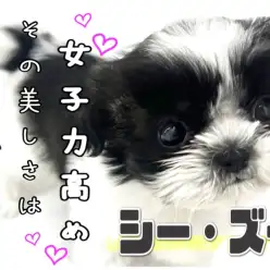 【 シーズー 】女子力高め！癒しのぶちゃ顔モノクロプリンセス！