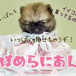 【 ポメラニアン 】たぬポメちゃんがお利口すぎる！すくすくイイコに育ってます！