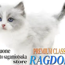 【 ラグドール 】プレミアム認定！美しいハチワレと抜群の毛量を持つ青い瞳の子猫