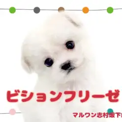 【 ビションフリーゼ 】愛嬌MAX！あたしが最強のビションフリーゼ