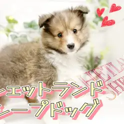 【 シェルティ 】世界中から愛されている犬種！その愛らしい容姿と性格に惹かれます