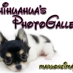 【 チワワ 】生後3ヶ月で904g！当日のお迎えもOKな牛柄模様の女の子！