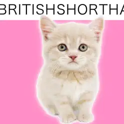 【 ブリティッシュショートヘア 】まん丸顔！口元ぷっくりがチャームポイント！