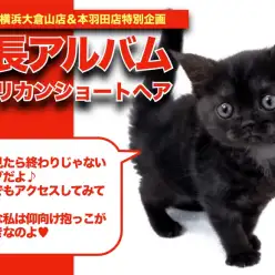 【 アメショのアルバム 】漆黒に彩られたブラックスモークのアメショちゃんの成長記