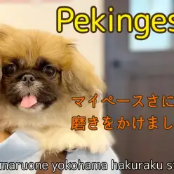 【 ペキニーズ 】シャンプーデビュー!マイペースさに拍車のかかったむっちりわんこ