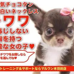 【 小さめ チワワ 】大人気のチョコタン！素敵なネックレスを持った女の子！