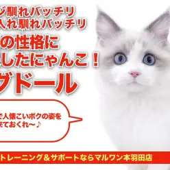 【 ラグドール 】初めてネコちゃんを飼うなら本羽田店のラグドールちゃんに決定！