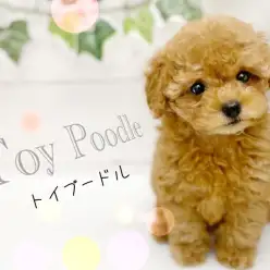 【 トイプードル 】愛嬌たっぷりのトイプードルちゃんにイチコロ！人気ナンバーわん