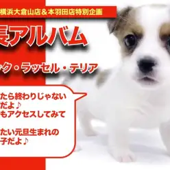 【 ジャッ子ちゃんの成長アルバム 】元旦生まれの元気っ子ジャックちゃんの成長記！