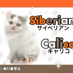 【 サイベリアン 】可愛すぎる三毛柄の低アレルゲンキャット