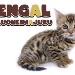 【 ベンガル 】ヒョウ柄を纏った究極の甘えん坊！ワイルドキャットな男の子登場！