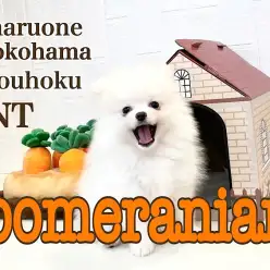 【 ポメラニアン 】ポメ君のこれからやってくるサル期ってなに？