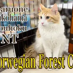 【 ノルウェージャン 】NT店自慢の大型猫種ノルくん7ヶ月4th blog