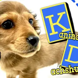 【 カニンヘンダックスフンド 】小さくても愛情爆盛り！！ベビーフェイス男子！