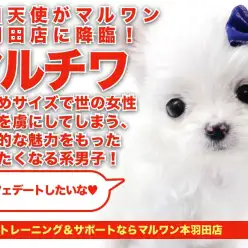 【 MIX マルチーズ×チワワ 】神秘的わんこの決定版！驚愕の可愛さにドキドキ！