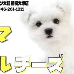 【 マルチーズ 】マズル短めドワーフ体型！入店時の可愛い姿や仕草をレビュー！