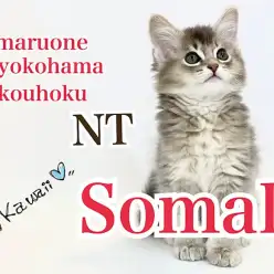 【 ソマリ 】美猫代表!ブルーカラーの遊び大好きソマリくん