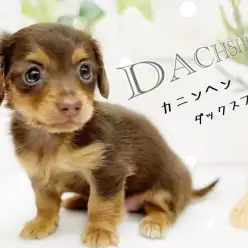 【 カニンヘンダックスフント 】大人気チョコタンダックスちゃんが登場！