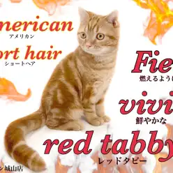 【 アメリカンショートヘア 】鮮やかで美しい燃えるようなレッドタビーキャット