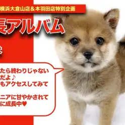 【 しばおくんの成長アルバム 】デレ柴に成長しているしばおくん成長記！