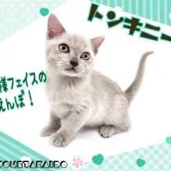 【 トンキニーズ 】激レアキャット！！ギャップ萌え必須の甘えんぼ王子！