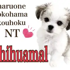【 MIX 】個性豊かなミックス犬！生後91日のチワマルちゃんと卒業生
