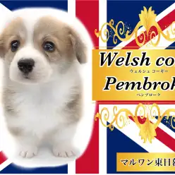 【 ウェルシュコーギーペンブローク 】むちっと幸せの詰まったボンレス体型犬